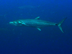 Scomberomorus commerson