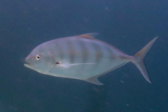 Ferdauia ferdau