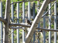 Phoenicurus ochruros