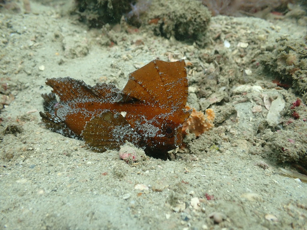 Redskinfish