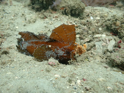 Cockatoo waspfish (Ablabys binotatus) — Tetrarogidae — 4