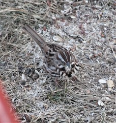 Melospiza melodia
