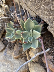 Echeveria strictiflora