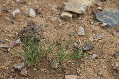 Allium polyrhizum