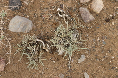 Salsola passerina