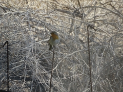 Erithacus rubecula