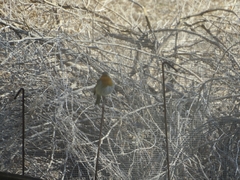 Erithacus rubecula