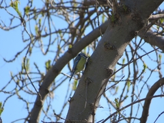 Cyanistes caeruleus