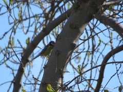 Cyanistes caeruleus