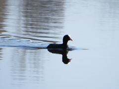 Fulica atra
