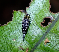 Glipa malaccana