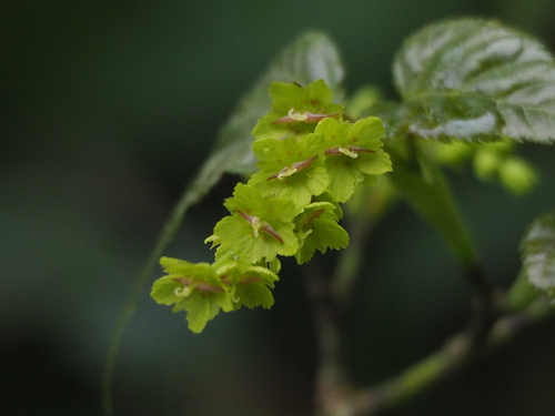 Image of Acer caudatifolium by no rights reserved