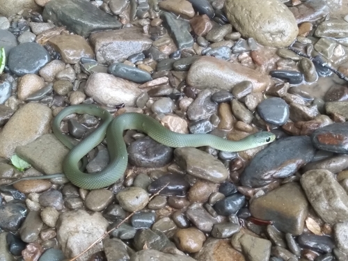 Günther’s Green Liophis, Erythrolamprus albertguentheri