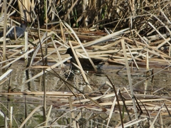 Gallinula chloropus