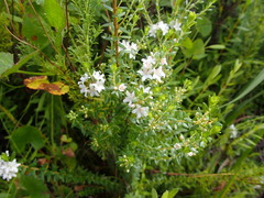Agathosma planifolia