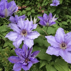 Clematis