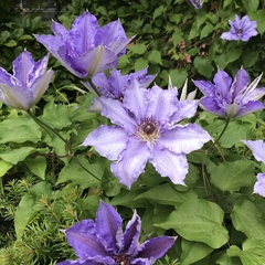 Clematis