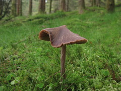 Entoloma pallescens