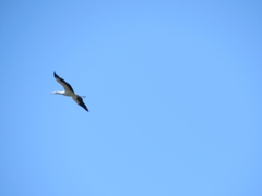 Ciconia ciconia