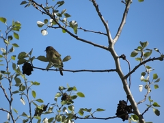 Phylloscopus collybita