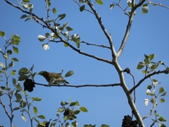 Phylloscopus collybita