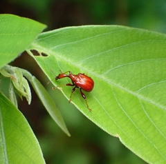 Paracycnotrachelus