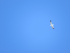 Larus fuscus