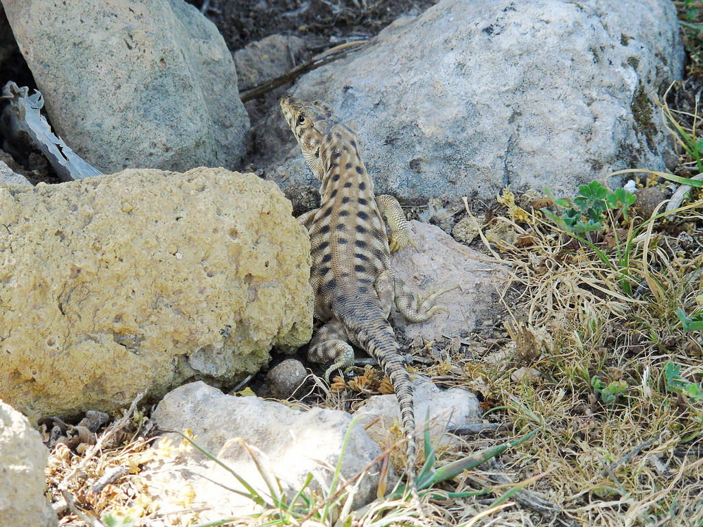 Harran Fringe-Toed Lizard