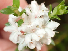 Agathosma planifolia