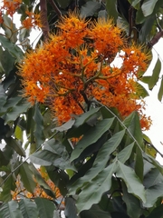 Saraca indica