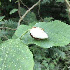 Magnolia tripetala