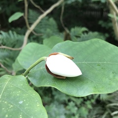 Magnolia tripetala