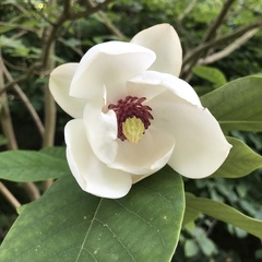 Magnolia tripetala