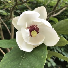 Magnolia tripetala