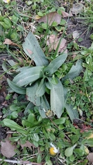 Ophrys apifera