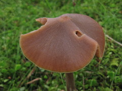 Entoloma pallescens