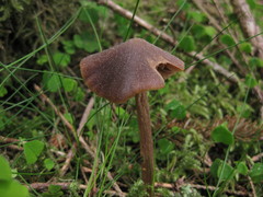 Entoloma pallescens