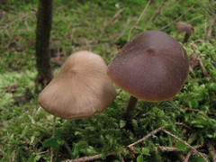 Entoloma pallescens