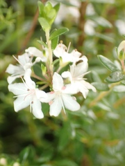Agathosma planifolia