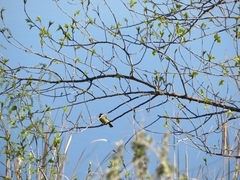 Parus major