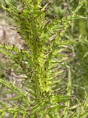 Cirsium nuttalii image
