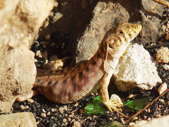 Acanthodactylus harranensis