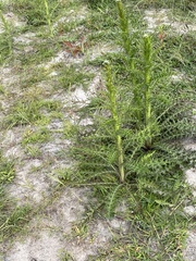 Cirsium nuttalii image
