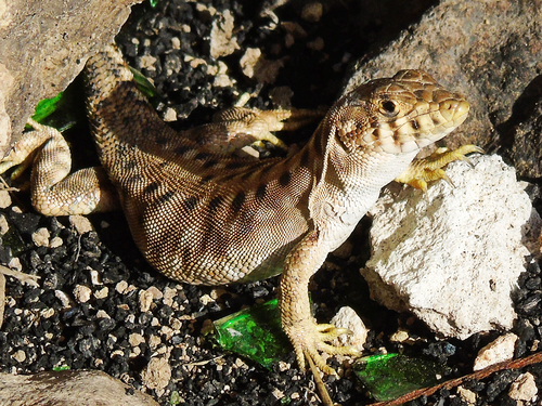 Harran fringe-toed lizard, Acanthodactylus harranensis