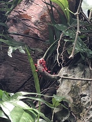 Anthurium crenatum