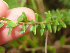 Agathosma planifolia