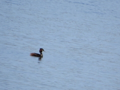 Podiceps cristatus
