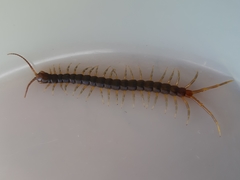 Otostigminae