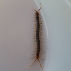 Otostigminae