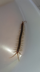 Otostigminae